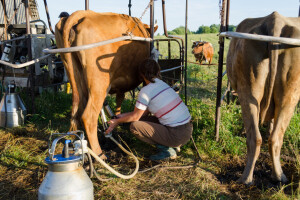 Ugrožene male farme: Najveći američki proizvođač mlijeka proglasio bankrot?