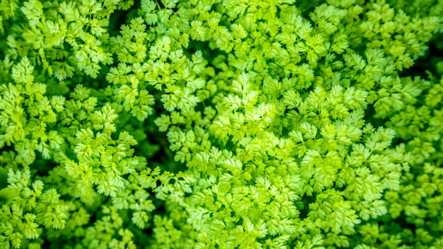 Prava krasuljica je sve popularnija u gastronomiji - kako je uzgojiti?