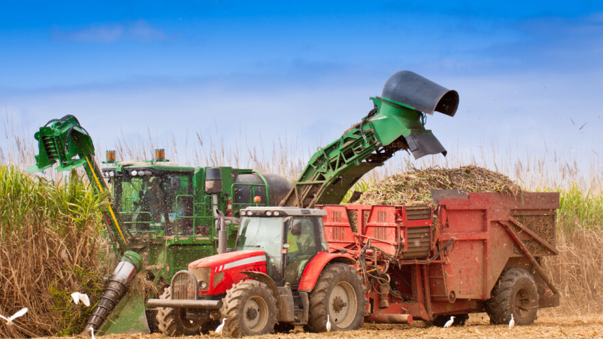 Žetva šećerne trske u Indiji će kasniti zbog manjka radnika?