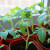 Kako uzgojiti presadnice povrća na prozorskoj dasci?