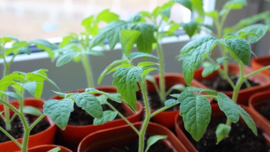Evo kako proizvesti rasad povrća na prozorskoj dasci