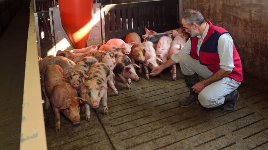 Cijene prasića pred Vaskrs 10 KM po kilogramu "žive vage"