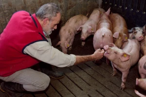 Svaka francuska farma svinja i živine imaće savetnika za dobrobit životinja