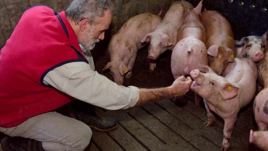Svaka francuska farma svinja i živine imaće savetnika za dobrobit životinja