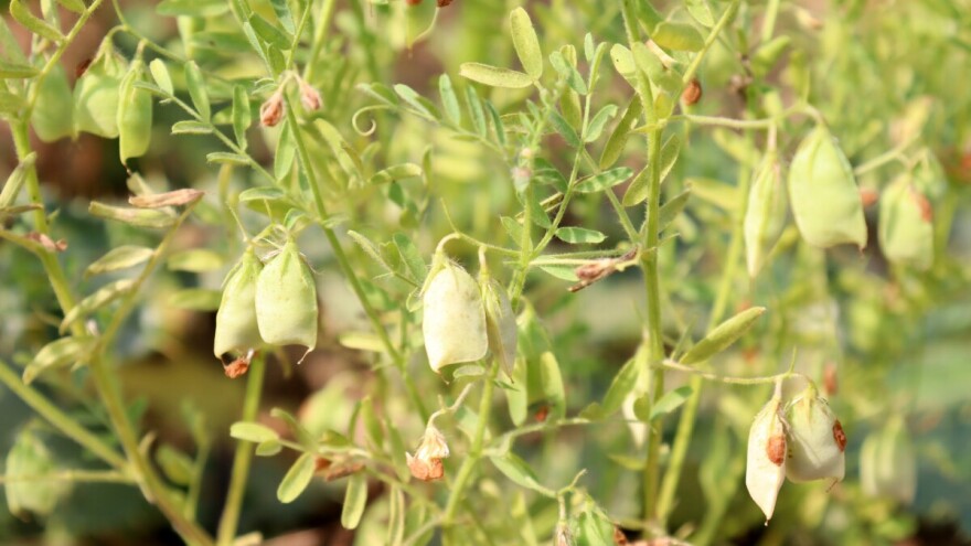 Leća je izuzetna mahunarka i za ljude i za stoku, a rijetko se gaji