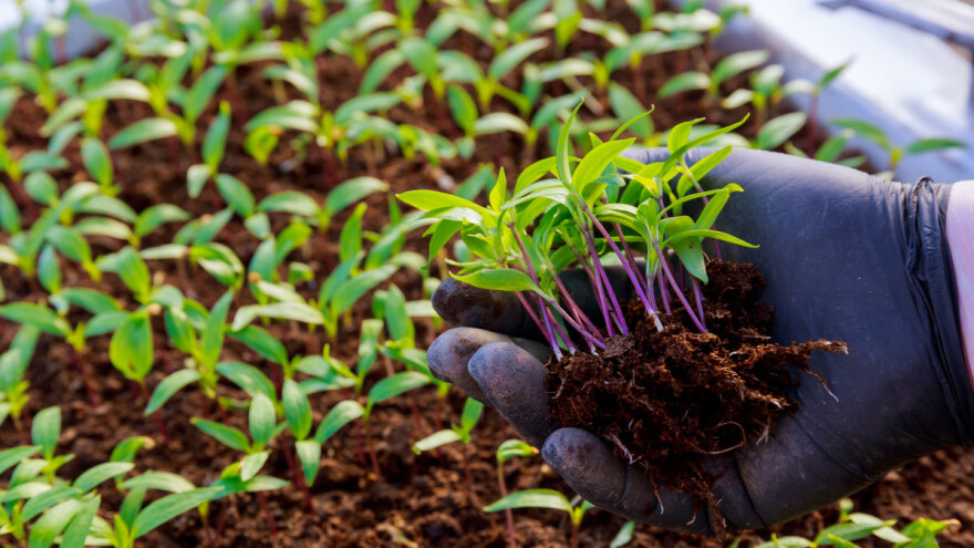 Februar - mjesec kada počinje sjetva i sadnja povrća