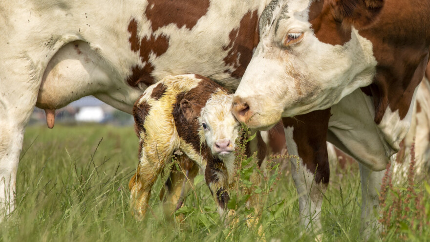 Lijekovi protiv bolova tokom teljenja imaju više prednosti?