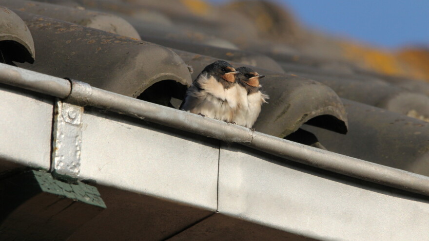 Danas je dan lastavica, čiji opstanak ugrožava nestanak malih stočara