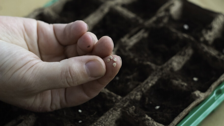Kako proizvesti rasad povrća - prikirani i nepikirani?