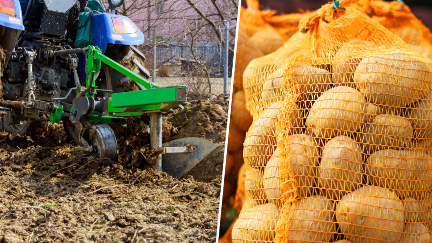 Ti meni krumpir, ja tebi oranje?