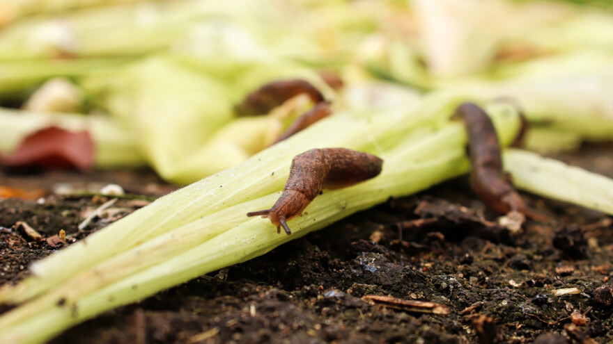 Puževi su uporne štetočine - ne pomažu ni limacidi ni zamke?