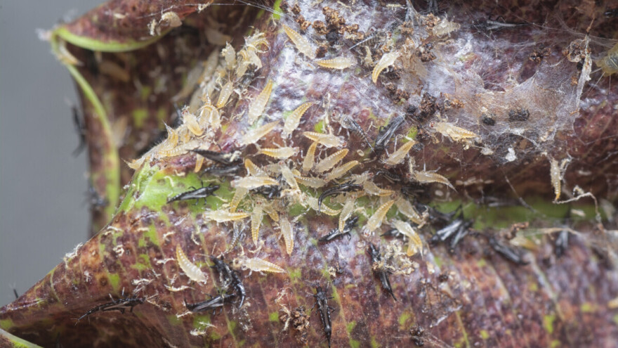 Tripsi se lako šire - zaštitite svoj rod na vrijeme