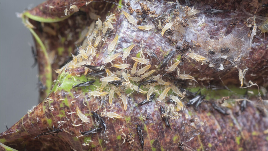 Tripsi se lako šire - zaštitite svoj rod na vreme