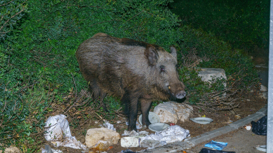 Pucao u divlju svinju s prozora: U Italiji dozvoljen lov u gradovima