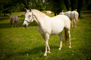 Zaprimaju se prijave za ocjenu pastuha i ispit radne sposobnosti