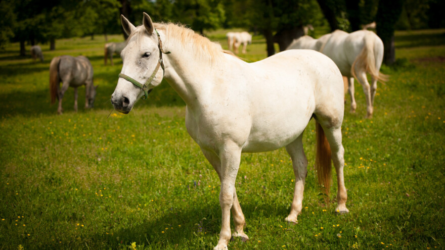 Zaprimaju se prijave za ocjenu pastuha i ispit radne sposobnosti