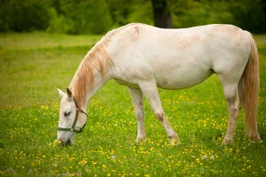 Provedba ocjene i ispit radne sposobnosti pastuha lipicanca