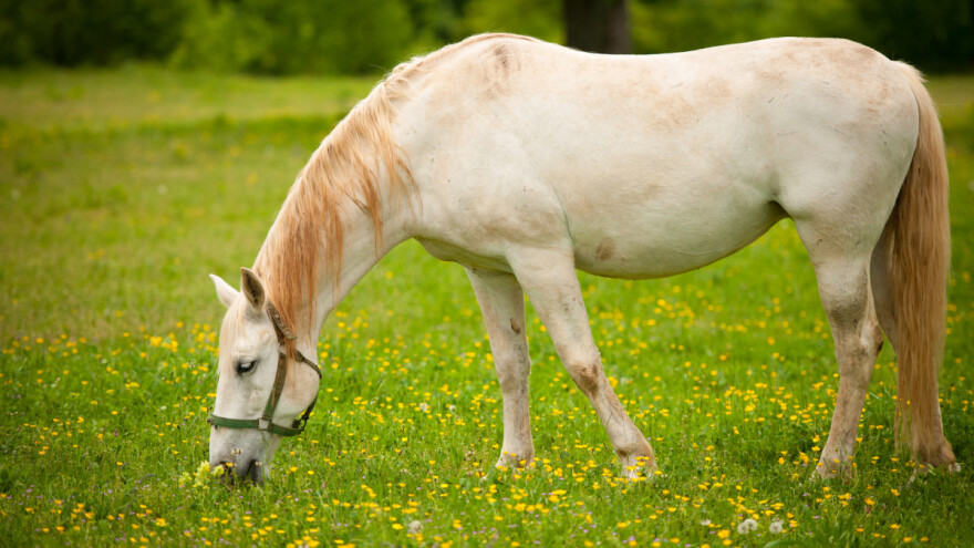 Provedba ocjene i ispit radne sposobnosti pastuha lipicanca