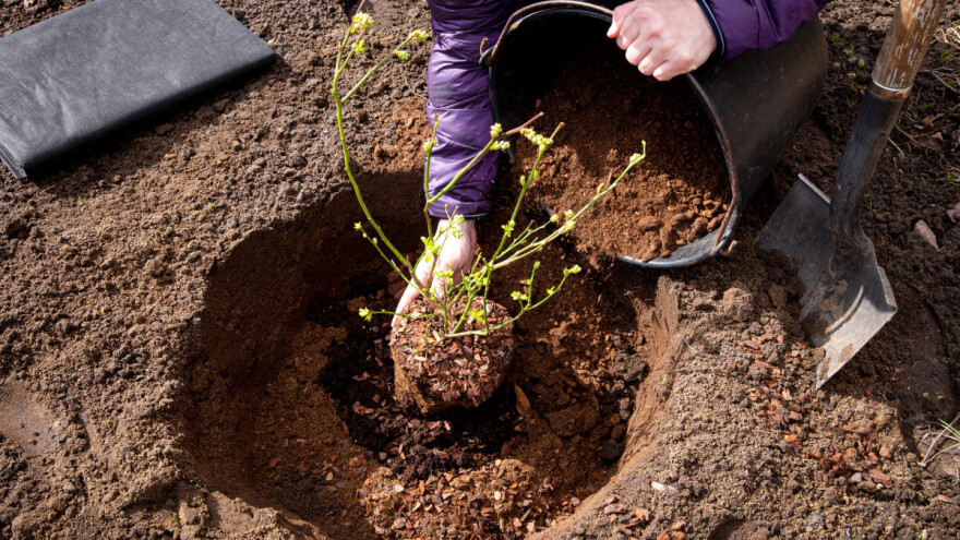 Borovnica: Sadnjom više sorti osigurat ćete dugotrajnu berbu