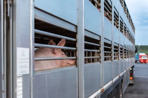 Transport životinja: EFSA procjenjuje rizik širenja bakterija otpornih na antibiotike