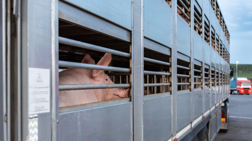 EFSA započela procjenu rizika širenja bakterija otpornih na antibiotike u transportu životinja