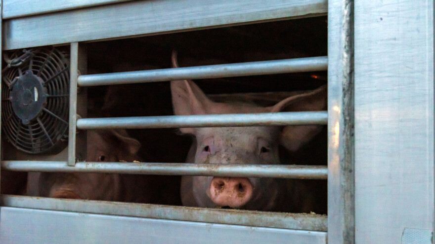 Zabraniti prevoz životinja mlađih od 35 dana - što još traže EU parlamentarci?
