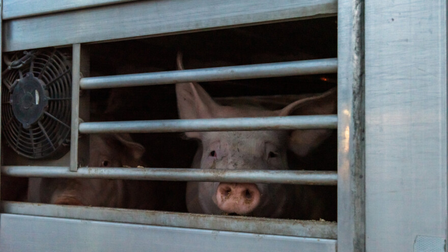 Šest prijavljenih: Prodavali svinje iz zaraženog područja