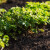 Setva korenastog povrća: Koje je otpornije na mraz, a kom treba više svetlosti?