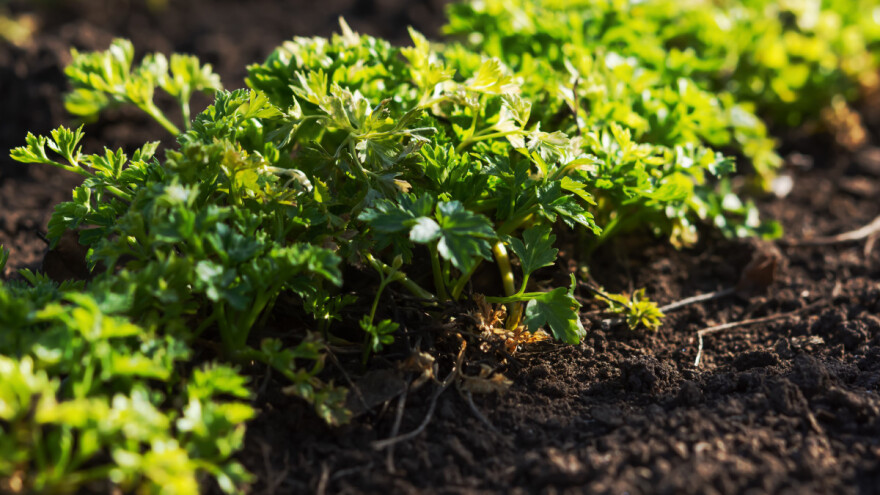 Setva korenastog povrća: Koje je otpornije na mraz, a kom treba više svetlosti?