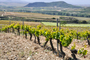 Nema grožđa ni za ceker - loša godina za vinogradare