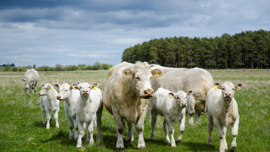 Kako uspješno uzgajati tovna goveda