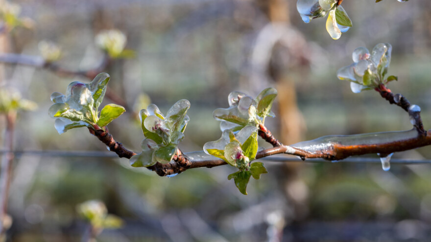 Dva su tipa mraza - kako zaštiti biljke?