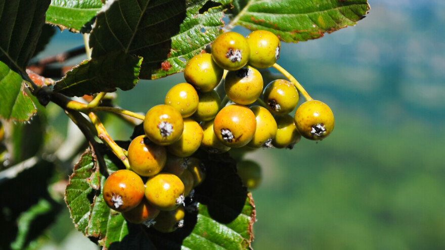 Oskoruša kao dobar dodatak u proizvodnji voćnih sokova