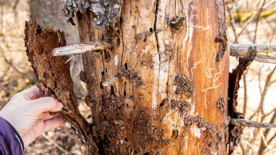Potkornjak - štetnik kojeg ne smijete zanemariti zimi