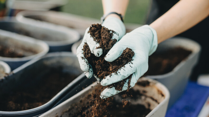 Uzgoj presadnica: 4 načina dezinfekcije supstrata