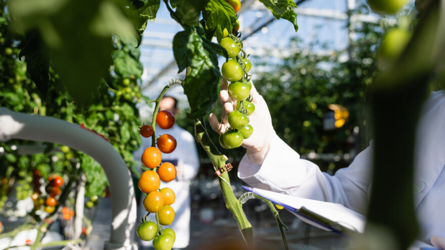 Stigla rješenja organskim proizvođačima - kolika je premija po hektaru?
