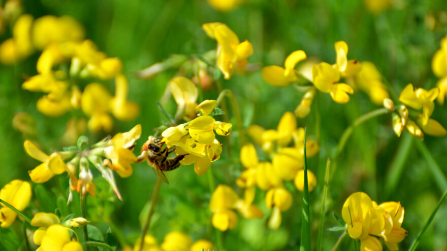 Smiljkita ili svinđuša - tko su top 10 proizvođača u Hrvatskoj?