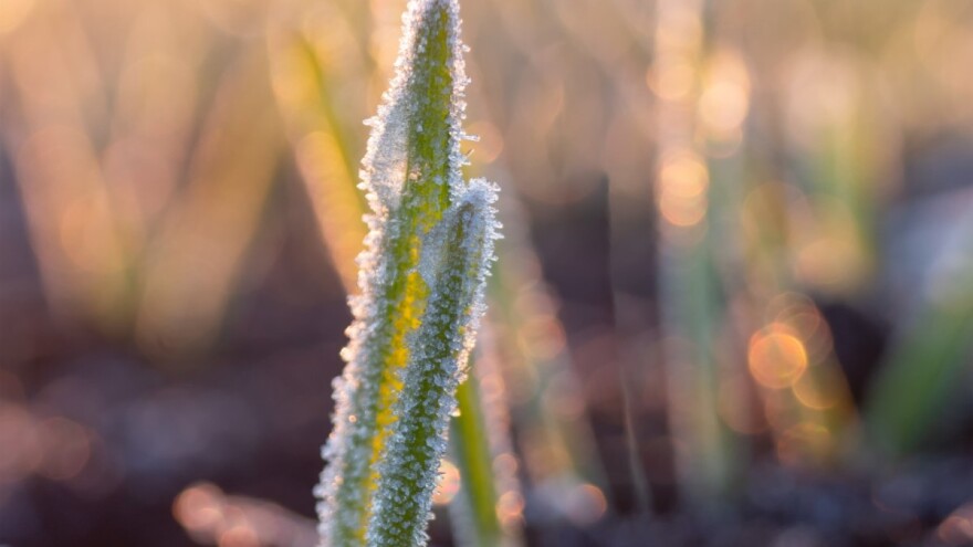 Završnica godine bez snijega, zašto to nije dobro?