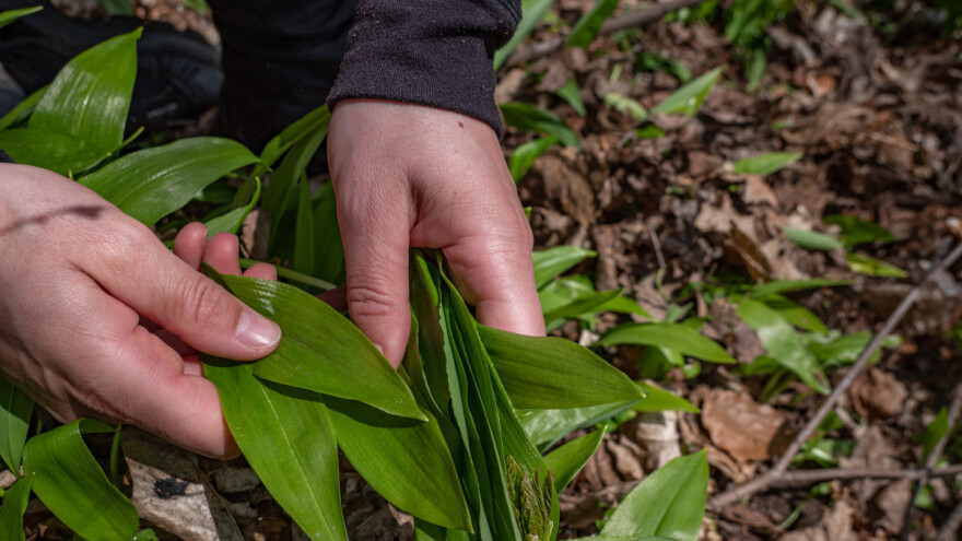 TOP 5 divljih jestivih biljaka koje beremo u proljeće