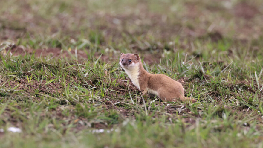 Lasica: Sreća što je mala, da je veća - klala bi goveda?