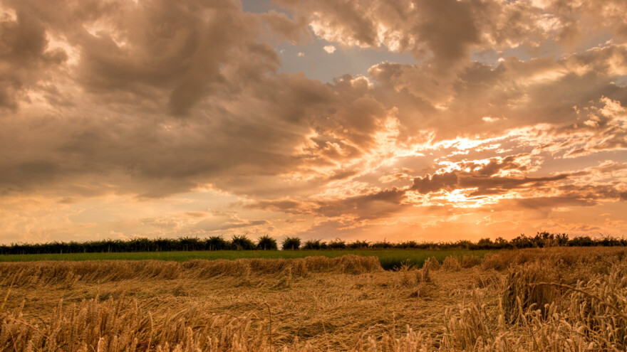 Proizvodnja žitarica: Šta pokazuju avgustovske prognoze?