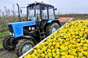 Franci Štampar: Uzgajivači jabuka u Srbiji pravite lobije sa evropskim!
