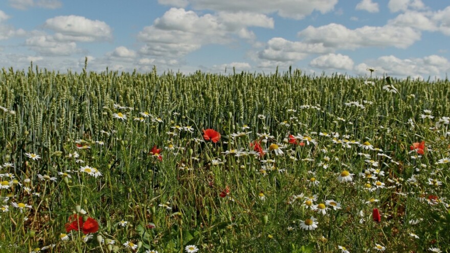 Želite se prijaviti na IAKS mjeru Uspostava poljskih traka? Evo što trebate znati