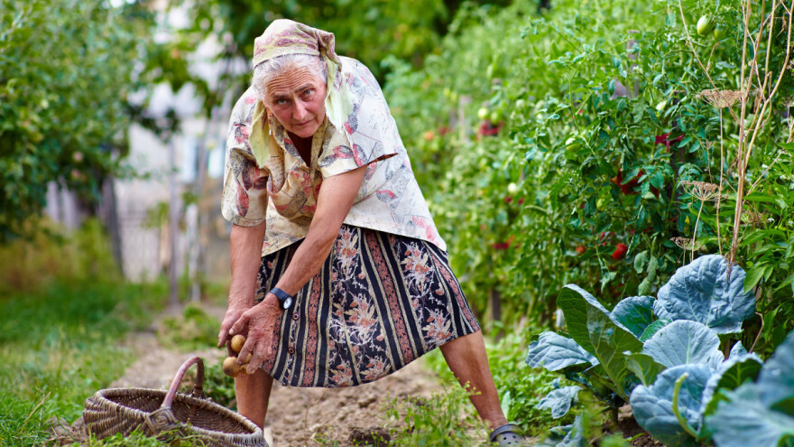 Paradajz za odbranu od napasti žita, čađ za kupusov buhač?