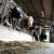 Mljekare najavile niže cijene otkupa, farmeri ne daju mlijeko jeftinije