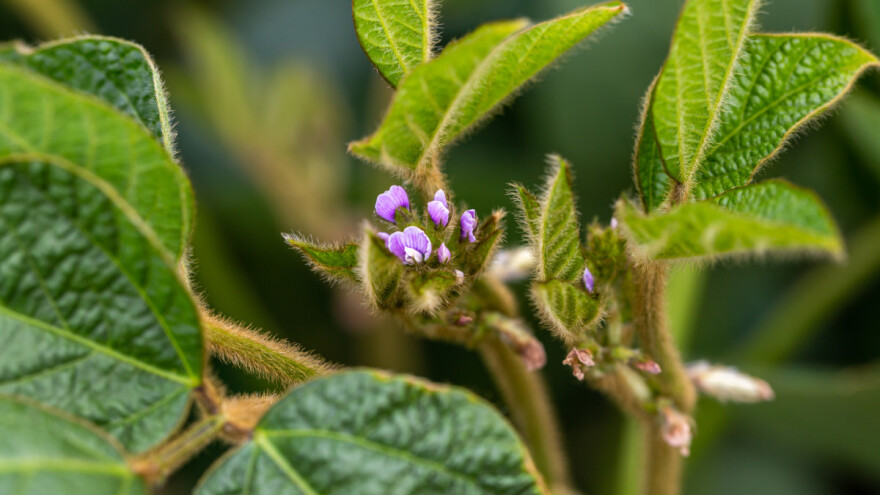 Odgovori na izazove u proizvodnji soje: Genomska selekcija i zakoni