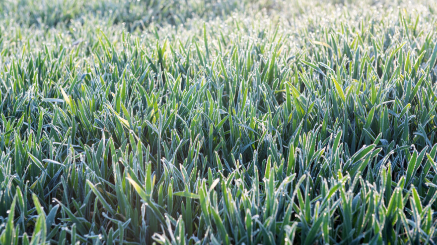 Minus i golomrazica prete evropskim usevima