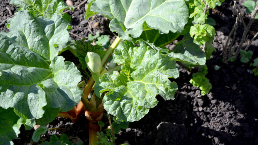 Kontrola varooze listovima rabarbare?