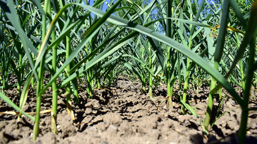 Češnjak kao dobar i loš susjed