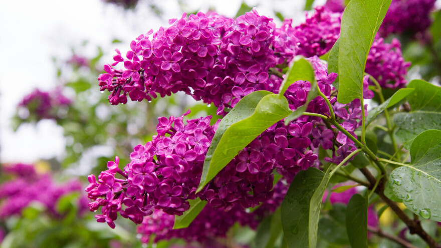 Kad zamirišu jorgovani - cvetovi ispunjavaju želje, ali i leče